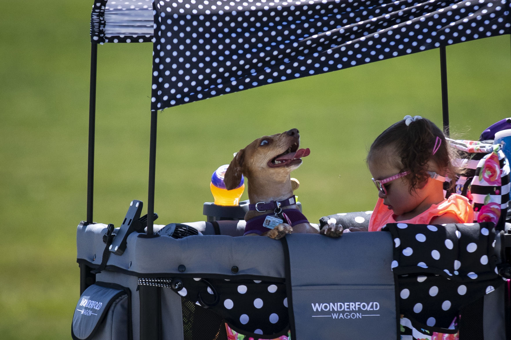 Centennial Dog Park